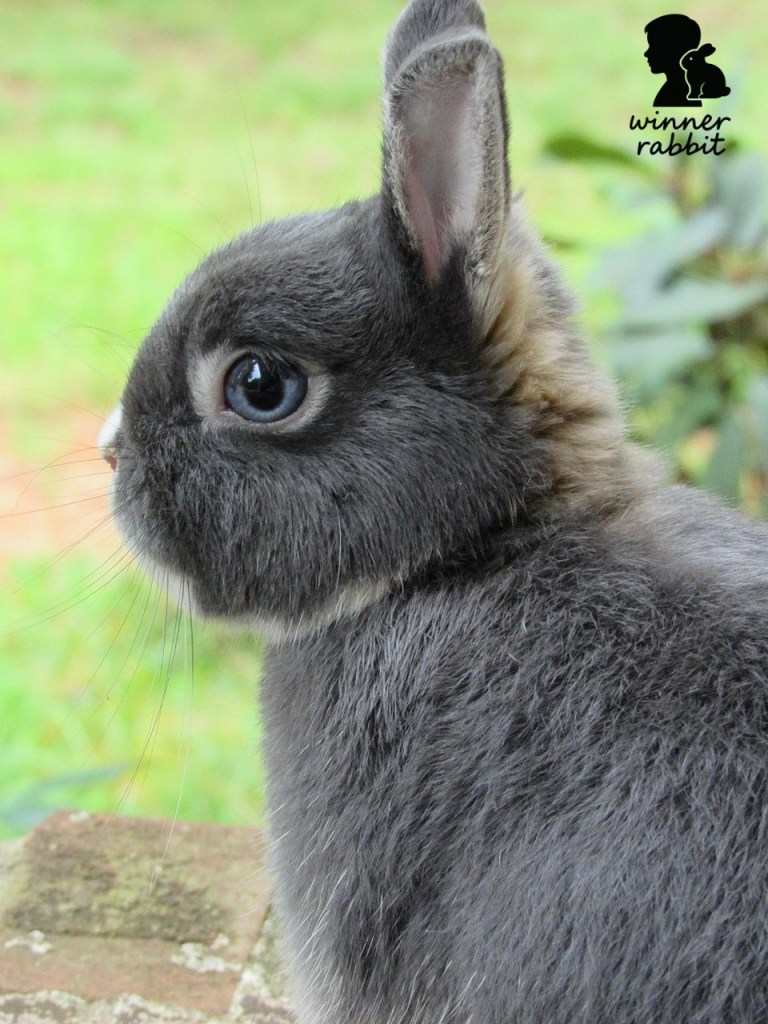 รู้จัก “กระต่ายแคระ ND” โตเต็มที่ได้เท่าไหน ราคาเท่าไหร่ เลี้ยงยากไหม?