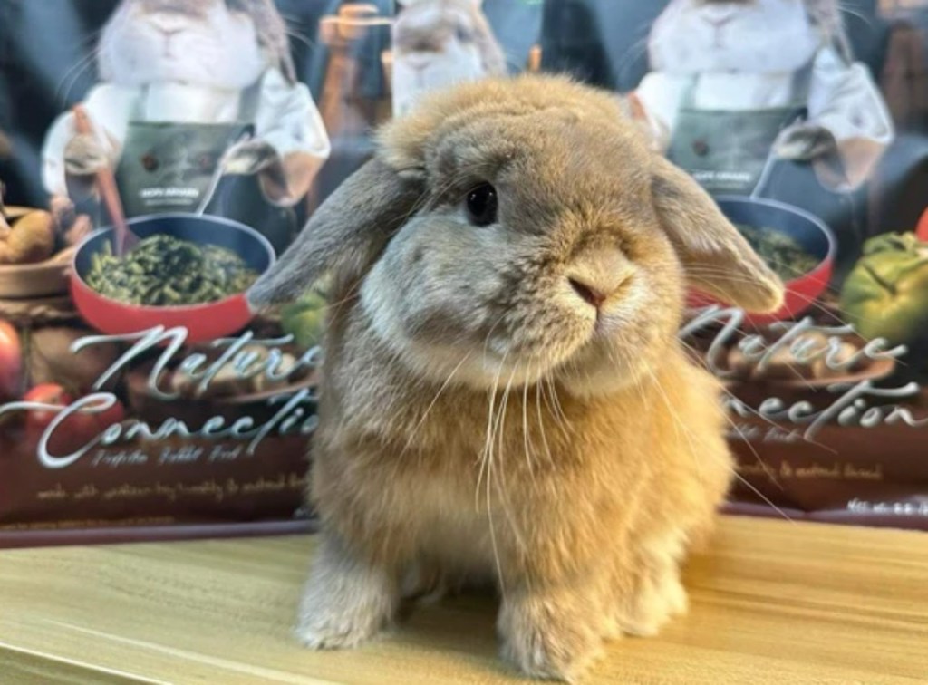 รู้จัก “โฮ๊ปอาร์ฮาล”​ อาหารกระต่ายจากฟาร์มมายล กินได้ทุกสายพันธุ์