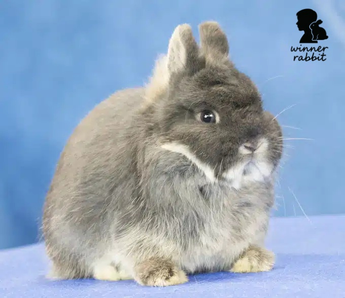 มาตรฐาน ARBA Standard of Perfection ของกระต่าย ND&nbsp;มีอะไรบ้าง?