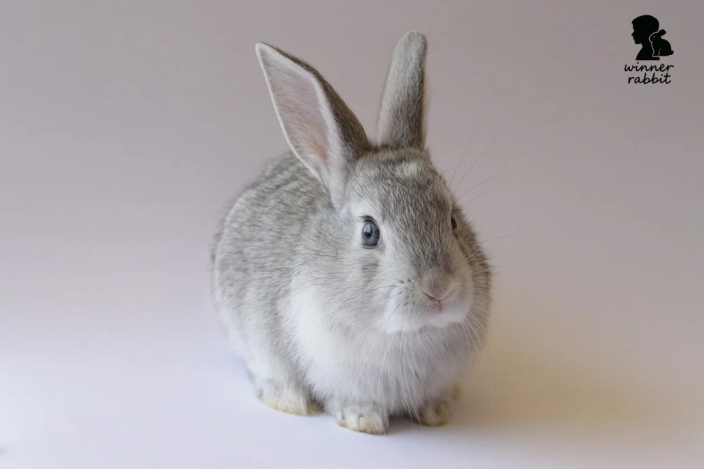 เลี้ยงกระต่ายใช้อะไรบ้าง