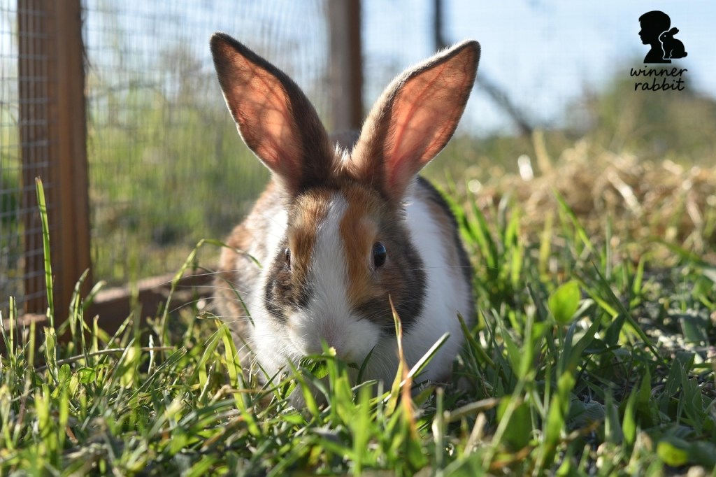 ไขข้อข้องใจ กระต่ายอยู่ตัวเดียวเหงาไหม? และเราจะสร้างความสุขให้มันได้อย่างไร?