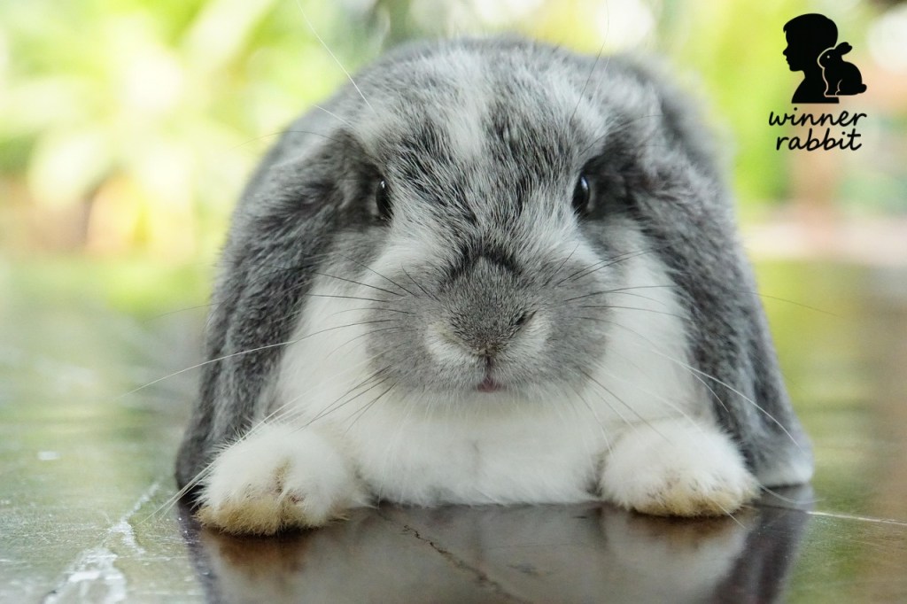รู้จักกระต่ายหูตก ฮอลแลนด์ลอป สีอะไรฮิตสุด?