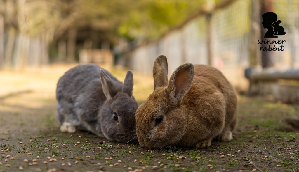 เปิดฟาร์มกระต่าย ต้องจดทะเบียนอะไรบ้าง?