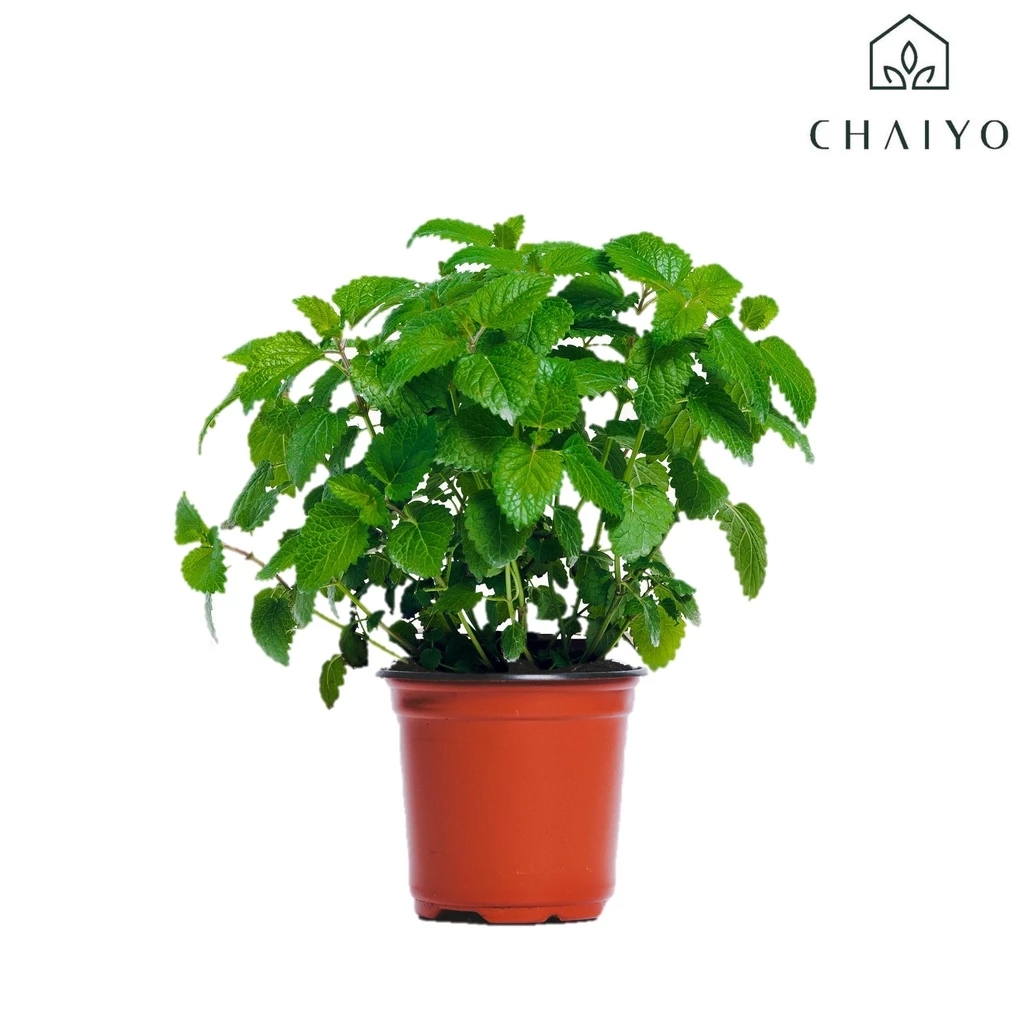 เลมอนบาล์ม (Lemon Balm)