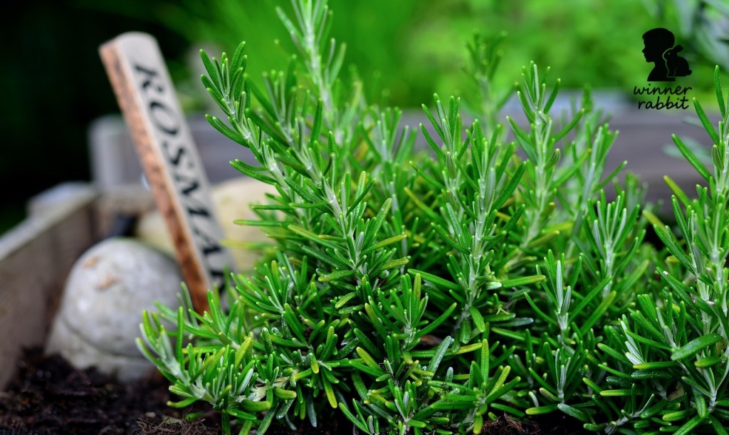 สมุนไพรอบแห้งบำรุงระบบประสาทและลดความเครียดสำหรับกระต่าย