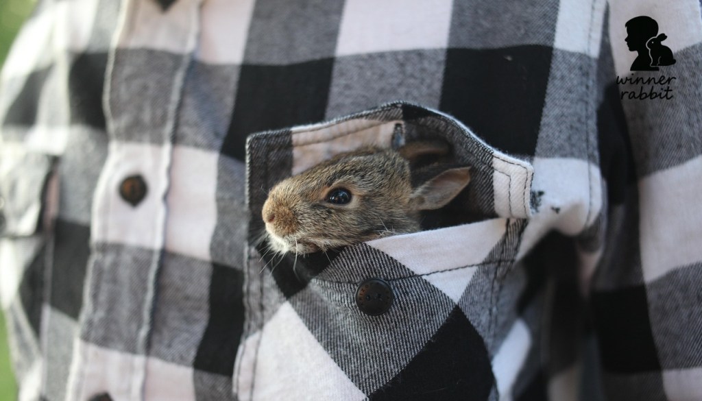 เลี้ยงกระต่ายยังไงไม่ให้ตาย มือใหม่ต้องอ่านจ้า!