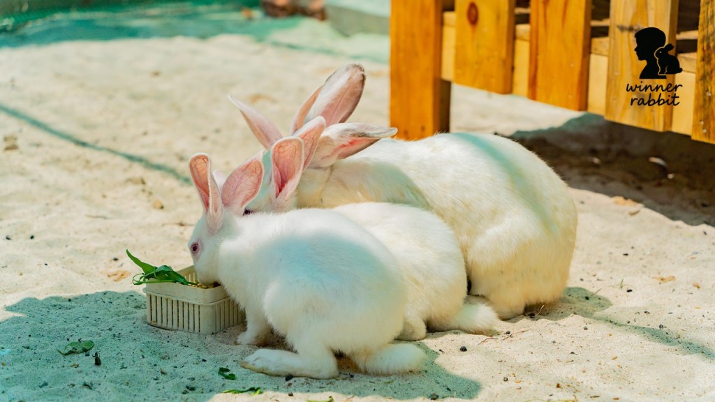 อาหารกระต่าย 30 Kg ยกกระสอบ มียี่ห้อไหนบ้าง?