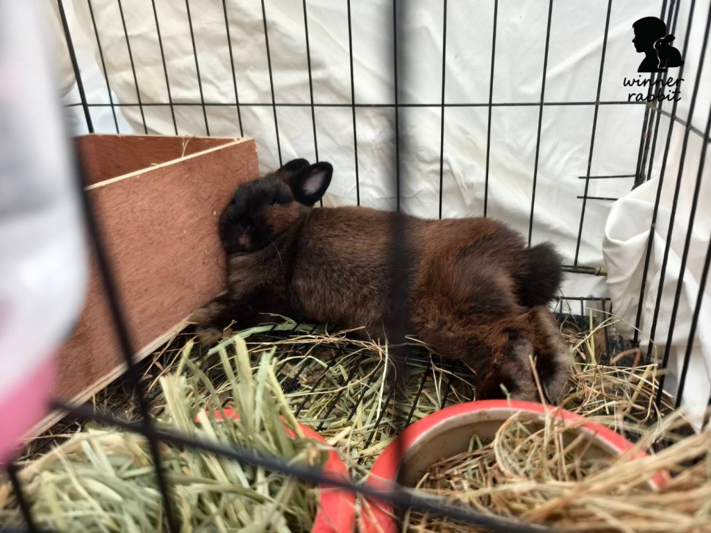 กระต่ายมีนมกี่เต้า? ไขความลับสรีรวิทยาแม่พันธุ์ พร้อมเทคนิคช่วยแม่กระต่ายให้นมลูกมือใหม่