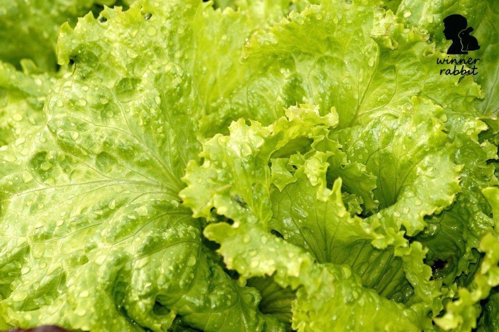 ผักที่กระต่ายห้ามกิน : ผักกาดหอมบางชนิด (โดยเฉพาะ Iceberg Lettuce)
