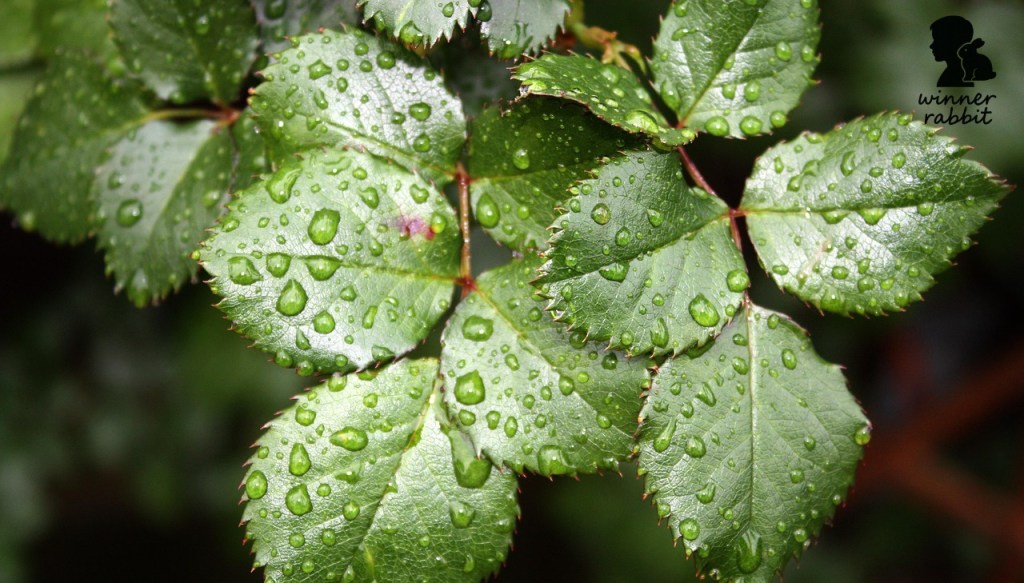 กระต่ายกินใบกะเพราได้ไหม เป็นความเชื่อหรือความจริง?