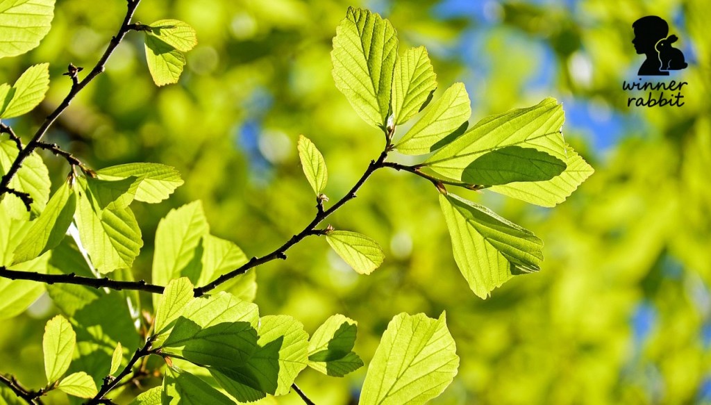 กระต่ายกินใบกะเพราได้ไหม มีประโยชน์หรือเป็นแค่ความเชื่อ?