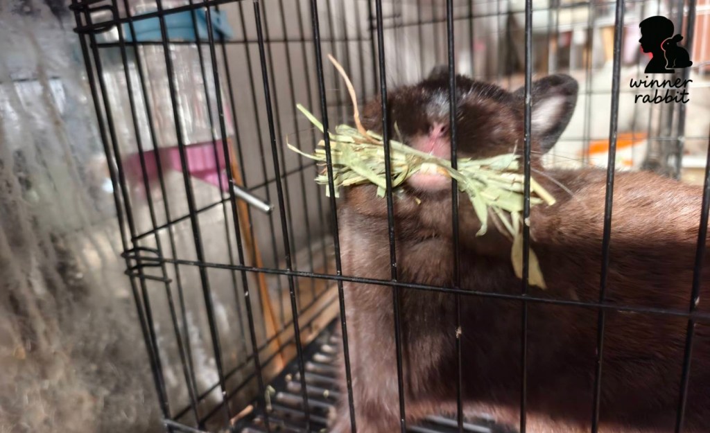 10 สัญญาณเตือน อาการแม่กระต่ายกำลังจะคลอดแล้ว!