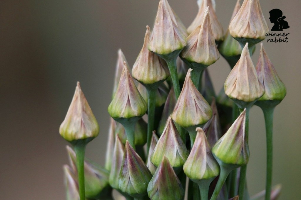 ผักที่กระต่ายห้ามกิน : พืชตระกูลหอม (หัวหอม, กระเทียม, ต้นหอม, กุยช่าย)