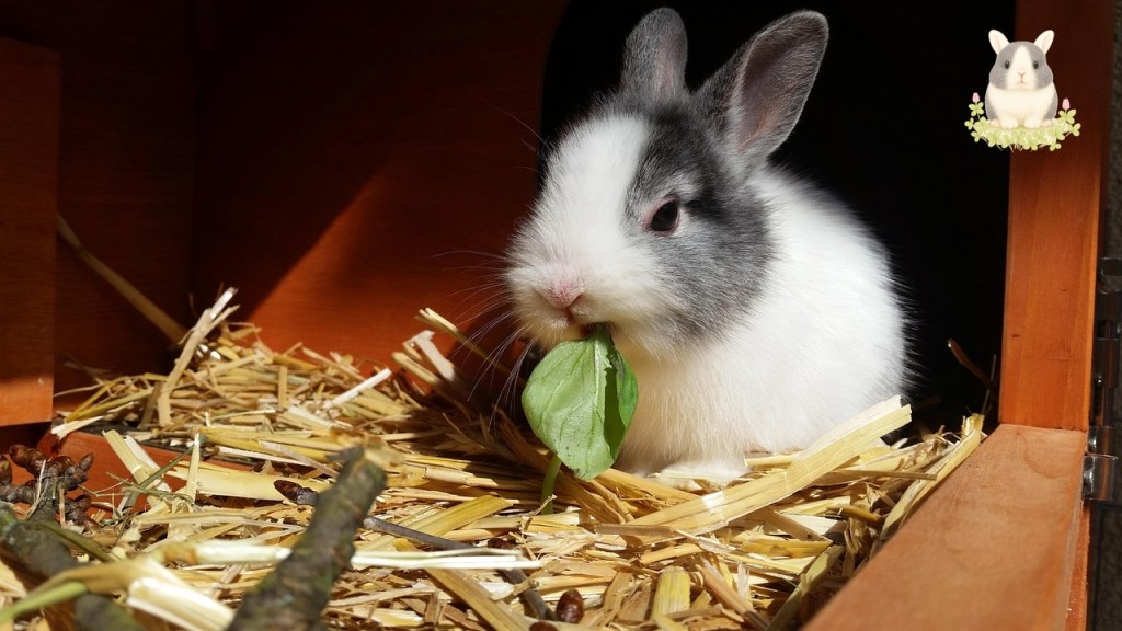 ควรให้อาหารกระต่ายวันละกี่ครั้ง? เจ้าของมือใหม่อ่านแล้วเป็นเลย