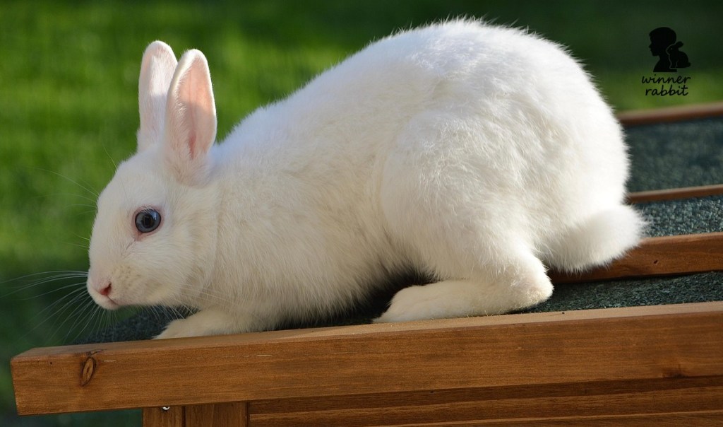 พลังของการเยียวยาด้วย "กระต่าย" สู่บทบาท Pet Therapy ให้ผลบำบัดอย่างไร?