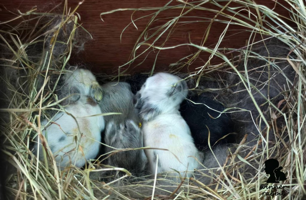 ลูกกระต่ายแรกเกิดอดนมได้กี่วัน? 