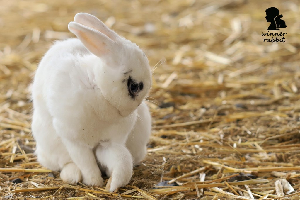 รู้จัก Nano Care Essence Spray รักษาแผลสด ที่คนเลี้ยงกระต่ายต้องมีติดบ้าน