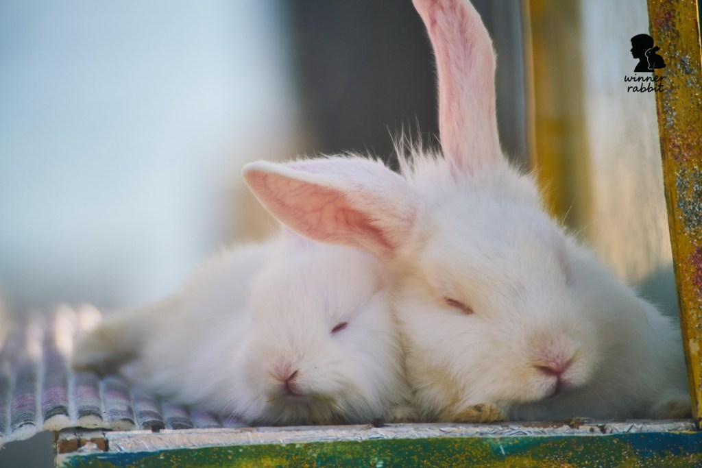 ใบเพ็ดกระต่าย คืออะไร? จำเป็นต้องขอจากฟาร์มหรือเปล่า?