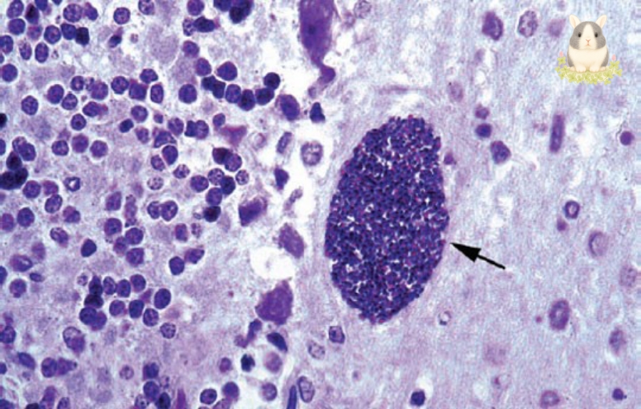 เชื้อโปรโตซัวในกระต่าย Encephalitozoon cuniculi (E. cuniculi)