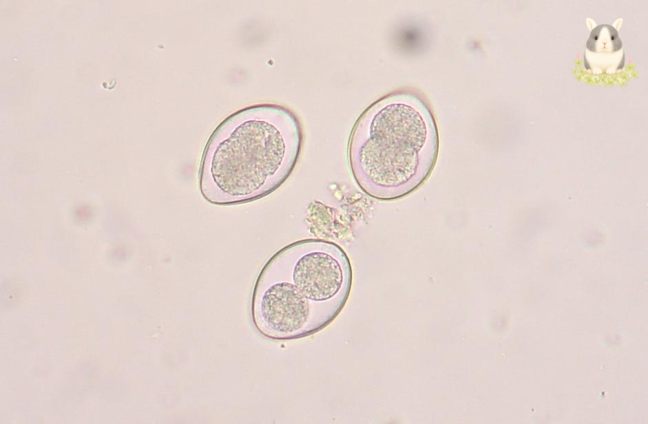 เชื้อโปรโตซัวในกระต่าย Coccidia (Eimeria spp.)