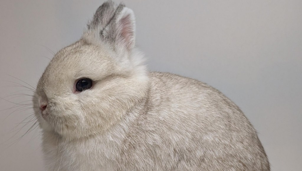 รู้จักกระต่ายสีฟรอสตี้ ทำไมถึงน่ารักโดนใจใครหลายๆ คน
