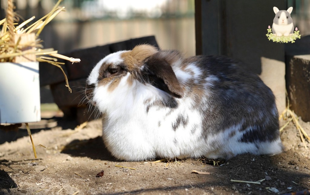 งานประกวดกระต่าย 2569 ครั้งใหญ่ที่สุดใน Pet Expo Thailand 2026 ที่คนรักกระต่ายห้ามพลาด
